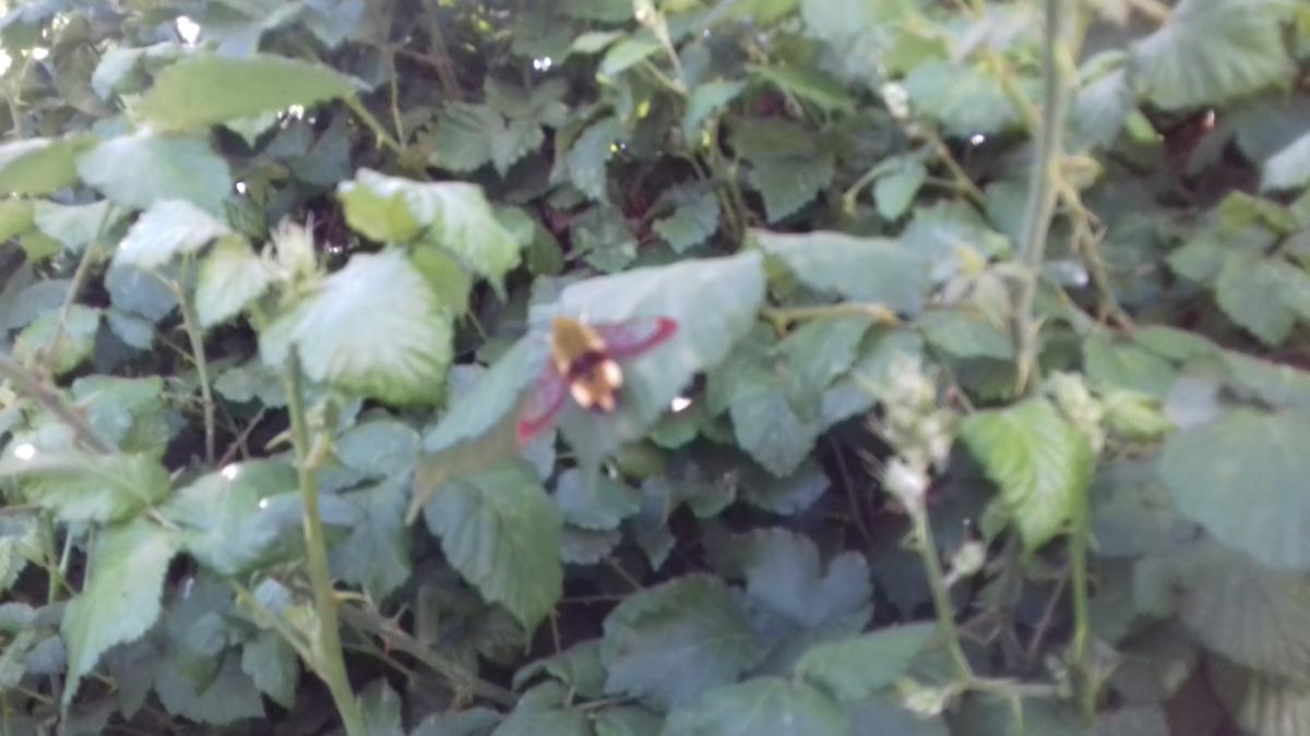 Sarl Jeanneau Gentil