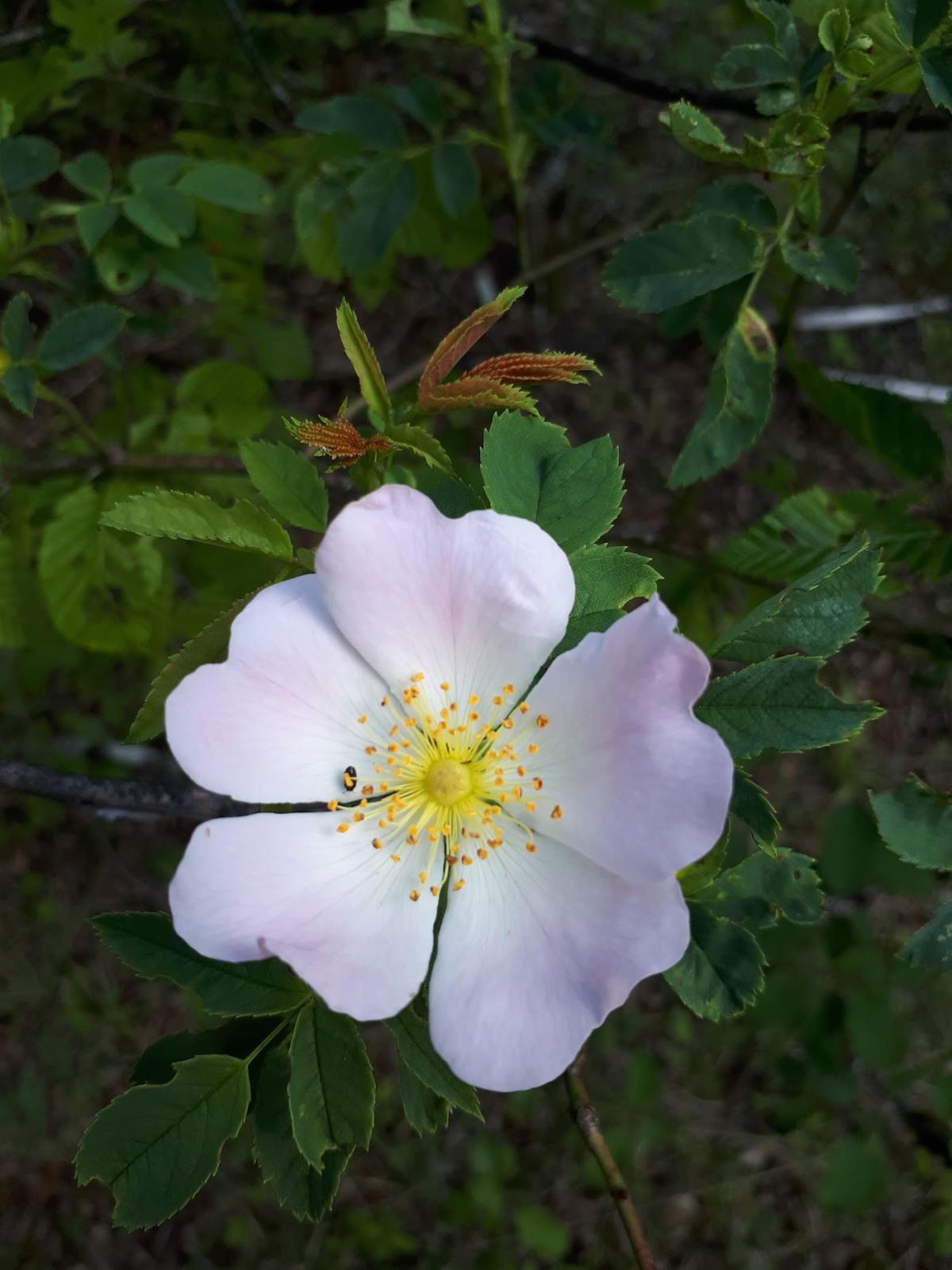 Hubert Scmitt Hubert Scmitt