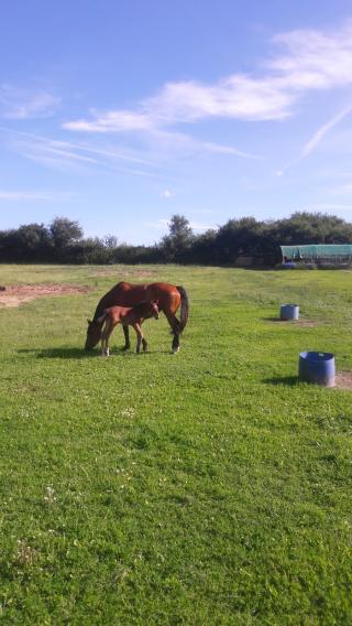 Plombier Abs alexandre baziere services 0